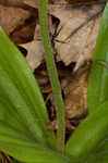 Pink lady's slipper <BR>Moccasin flower